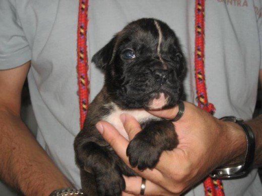 Cuando era un cachorrito (todavia en casa del criador)